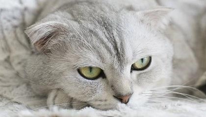 英雄联盟官方赛事官网-拜仁赢下德比却折大将！惊险3分为防线敲响警钟