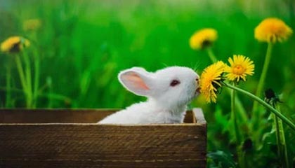 英雄联盟官方赛事官网-韦德建议火箭签下保罗：他们需要指挥官，且能和大个配合